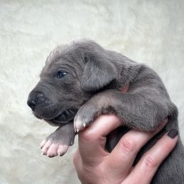 Gemma - Blue female Great Dane puppy in Lebanon, Virginia from North Cedar Danes