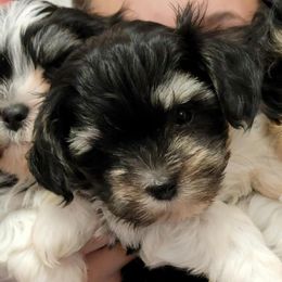 Havanese from SC kennels