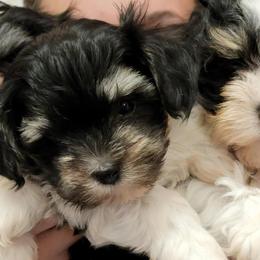 Havanese from SC kennels