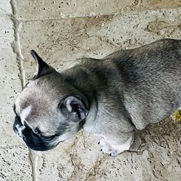 French Bulldog Puppies from Stuudmuffinfrenchies