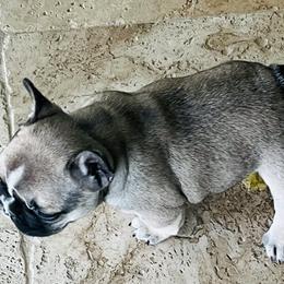 French Bulldog Puppies from Stuudmuffinfrenchies