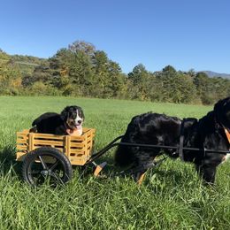 Bernese Mountain Dog Puppies from Cole Shanholtz's Bernese Mountain Dogs