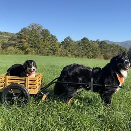 Bernese Mountain Dog Puppies from Cole Shanholtz's Bernese Mountain Dogs