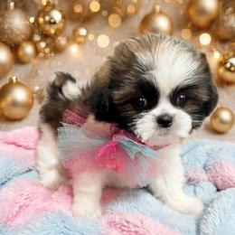 Shichon and Shih Tzu Puppies from Angie’s Teddy Bear Puppies Minnesota