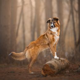 English Shepherd All Grown Up from Town & Country English Shepherds