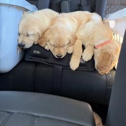 Golden Retriever Puppies from RuTess Goldens