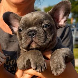 Scrooge - Blue male French Bulldog puppy in Ottawa, Kansas from Hey Hey Frenchies