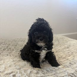 Socks - Black female Poodle puppy in Queen Creek, Arizona from Prestigious Toy Poodles