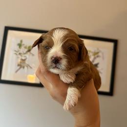 Pecan - Apricot female Cavapoo puppy in Bloomfield, New York from Campbell Cavapoos