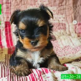Freddy - Black and gold male Yorkshire Terrier puppy in Nitro, West Virginia from Kathryn's Yorkies