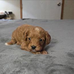 5 - Red female Cavapoo puppy in Copan, Oklahoma from Tatums cavapoos