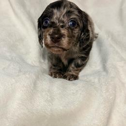 Linguine - Dapple male Dachshund puppy in Kentucky from Wonderful Weiners