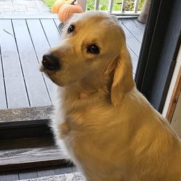 Amaris - Golden Retriever