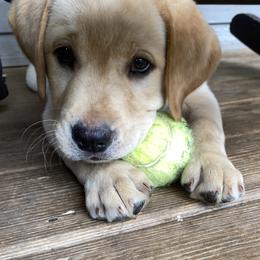 Labrador Retriever Puppies from Triple Threat Labradors