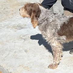 Taro - Spinone Italiano
