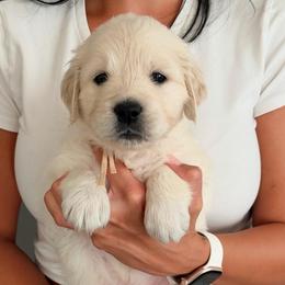 Bonnie - Light golden female Golden Retriever puppy in Rancho Cucamonga, California from Robinson Retrievers