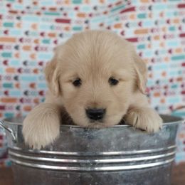 Golden Retriever Puppies from Little Bitta Luck Farms