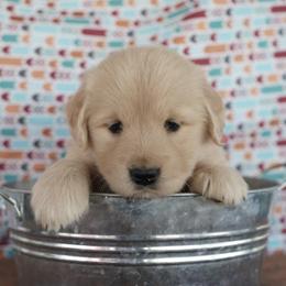 Golden Retriever Puppies from Little Bitta Luck Farms