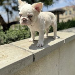 French Bulldog Puppies from Opulence Frenchies