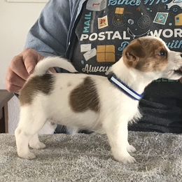 Russell Terrier Puppies from Briarwood Creek Russell Terriers