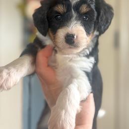 Mercedes 🩵 - Black tri-color female Aussiedoodle puppy in Granbury, Texas from Triple Cross Doodles