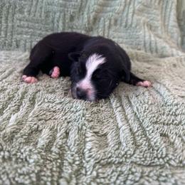 Black and White Female - Black & white female Australian Shepherd puppy in Morristown, Tennessee from Lakeway Farms