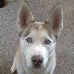 Siberian Huskies from Pure Michigan Family Raised Huskies