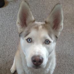 Siberian Huskies from Pure Michigan Family Raised Huskies