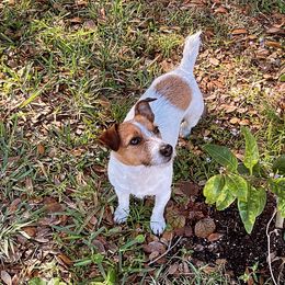 Gracie - Jack Russell Terrier