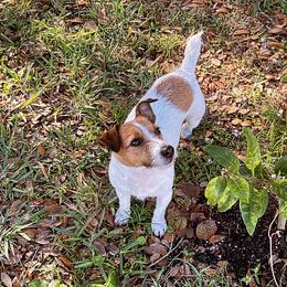 Gracie - Jack Russell Terrier