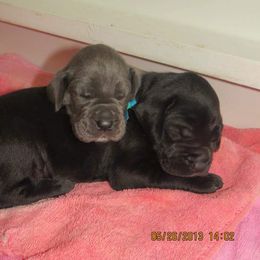 Great Dane Puppies from WYSIWYG Great!Danes