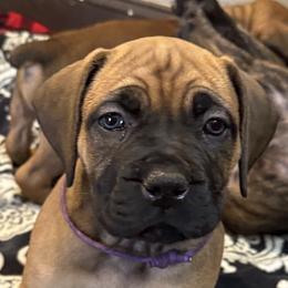 Purple collar female - Fawn female Boerboel puppy in Bon Aqua, Tennessee from Erickson Ranch Boerboels
