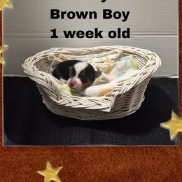 Shelby's Brown boy - Parti male Yorkshire Terrier puppy in Inverness, Florida from Luvayorkie&more