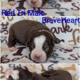 BraveHeart - Red tri-color male Australian Shepherd puppy in Squaw Valley, California from A&M Australian Shepherds
