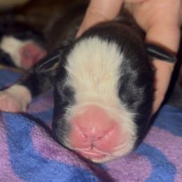 Rorschach's Worth The Trouble - Brindle female Boxer puppy in Seward, Nebraska from Rorschach Boxers