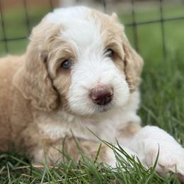 Rose - Girl 1 - Red female Bernedoodle puppy in Bellville, Ohio from Bernedoodle Buddies