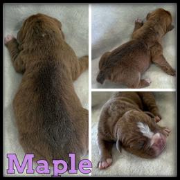 Maple - Brown brindle female Olde English Bulldogge puppy in Merrill, Michigan from Haase Family Kennels