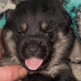 BlackTan girl - Black and tan female Shiba Inu puppy in Clewiston, Florida from Animal Farm Shiba Inus & Mameshibas