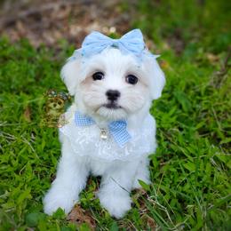 Companion Cross, Havanese, Mal-Shi, Maltese, Maltipoo, Morkie, and Shih Tzu Puppies from Seeking Shalom Acres Maltese, Maltipoos & Havamalts