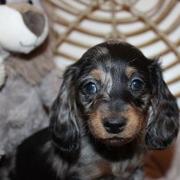 Girl 3 - Blue and tan female Dachshund puppy in Craig, Colorado from Rocky Mountain Shih Tzus and Dry Creek Miniature Dachshunds