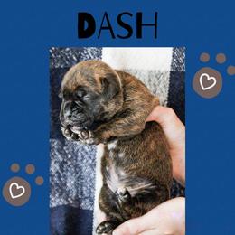 Dash - Brindle male Boxer puppy in Perry, Michigan from Boxer Boulevard