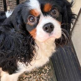 Hope - Cavalier King Charles Spaniel