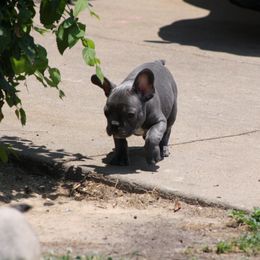 French Bulldog Puppies from Gorilla Zoo Kennels