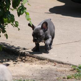 French Bulldog Puppies from Gorilla Zoo Kennels