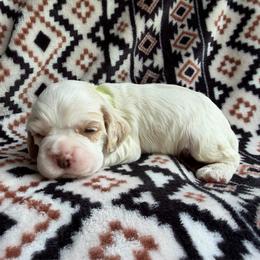 Robin - Red and white male Cocker Spaniel puppy in Delphi, Indiana from Benchmark Cockers