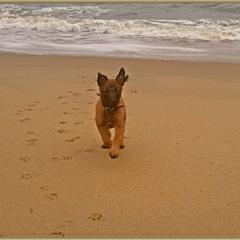 Belgian Malinois and Dutch Shepherd Puppies from Cavalier K9