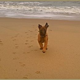 Belgian Malinois and Dutch Shepherd Puppies from Cavalier K9
