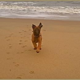 Belgian Malinois and Dutch Shepherd Puppies from Cavalier K9