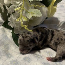 Panther - Merle male Chihuahua puppy in Hampton, Virginia from Chilove Chihuahuas