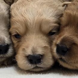 Girl 3 - Cream female Goldendoodle puppy in Milford, Michigan from Servant Kennel